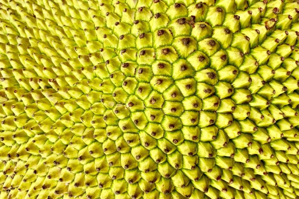 closeup image of jackfruit surface texture