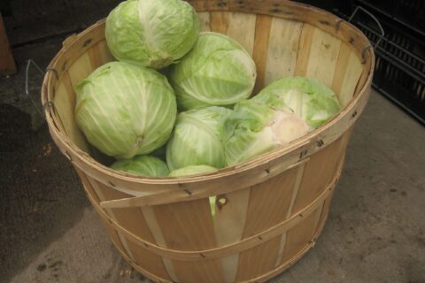 basket-of-cabbages-1-1188486